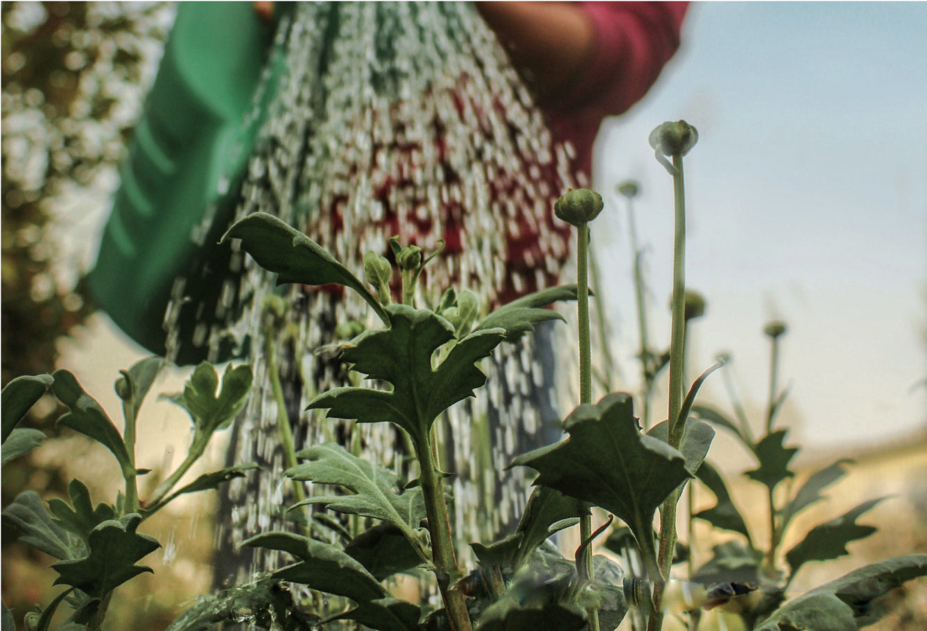 How Growing Your Own Food Can Benefit The Planet